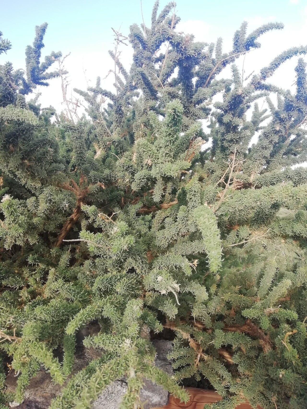 Adenocarpus viscoso 8