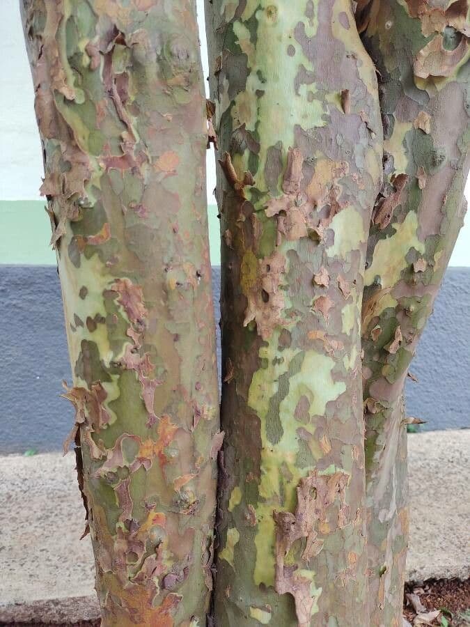 Eugenia 21