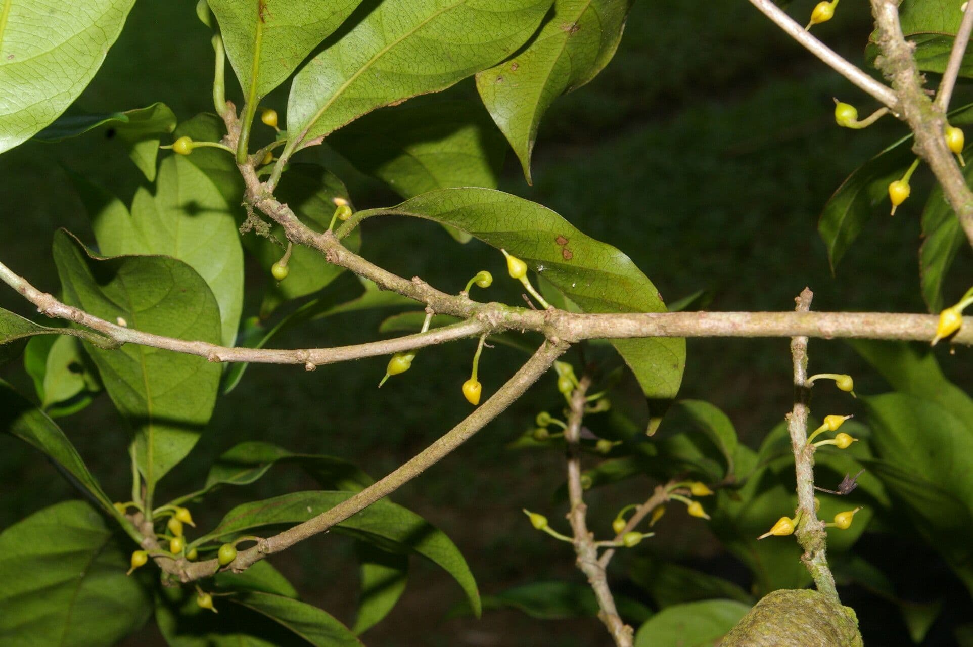 Pouteria 4