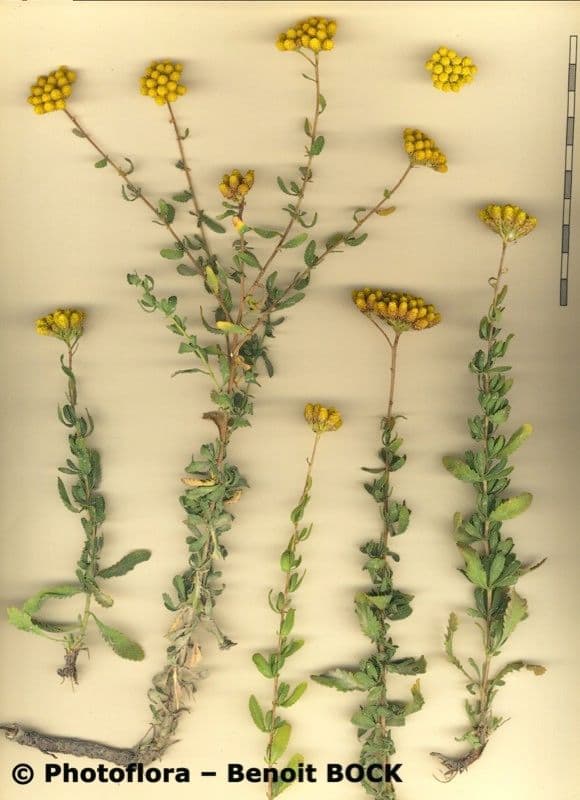 Achillea 23