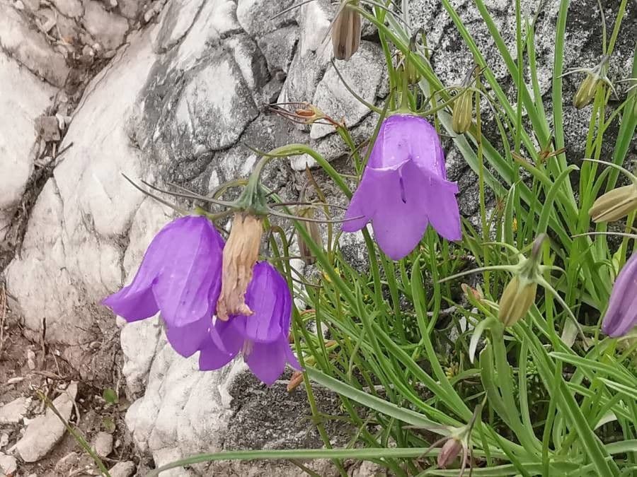 Campanula 2