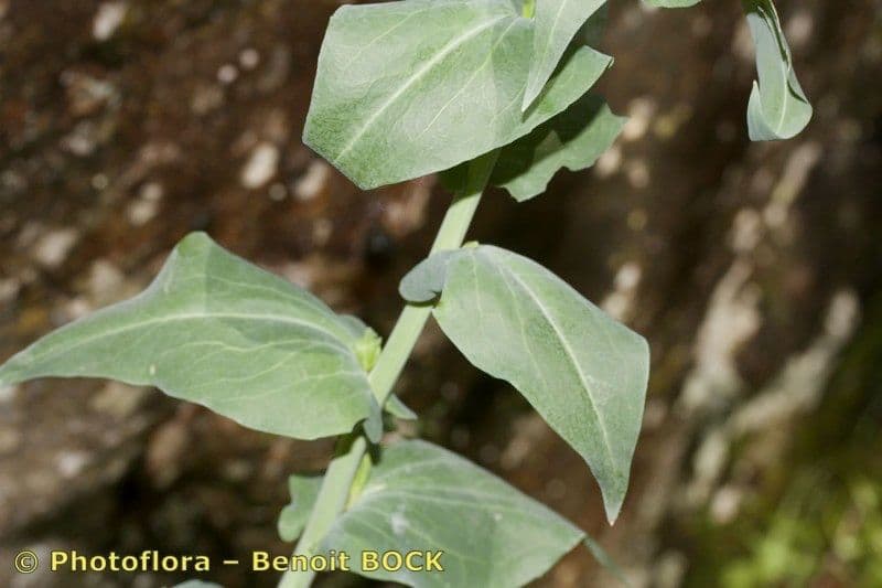 Arabetta liscia 28