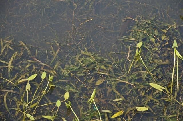 Potamot allongé 3