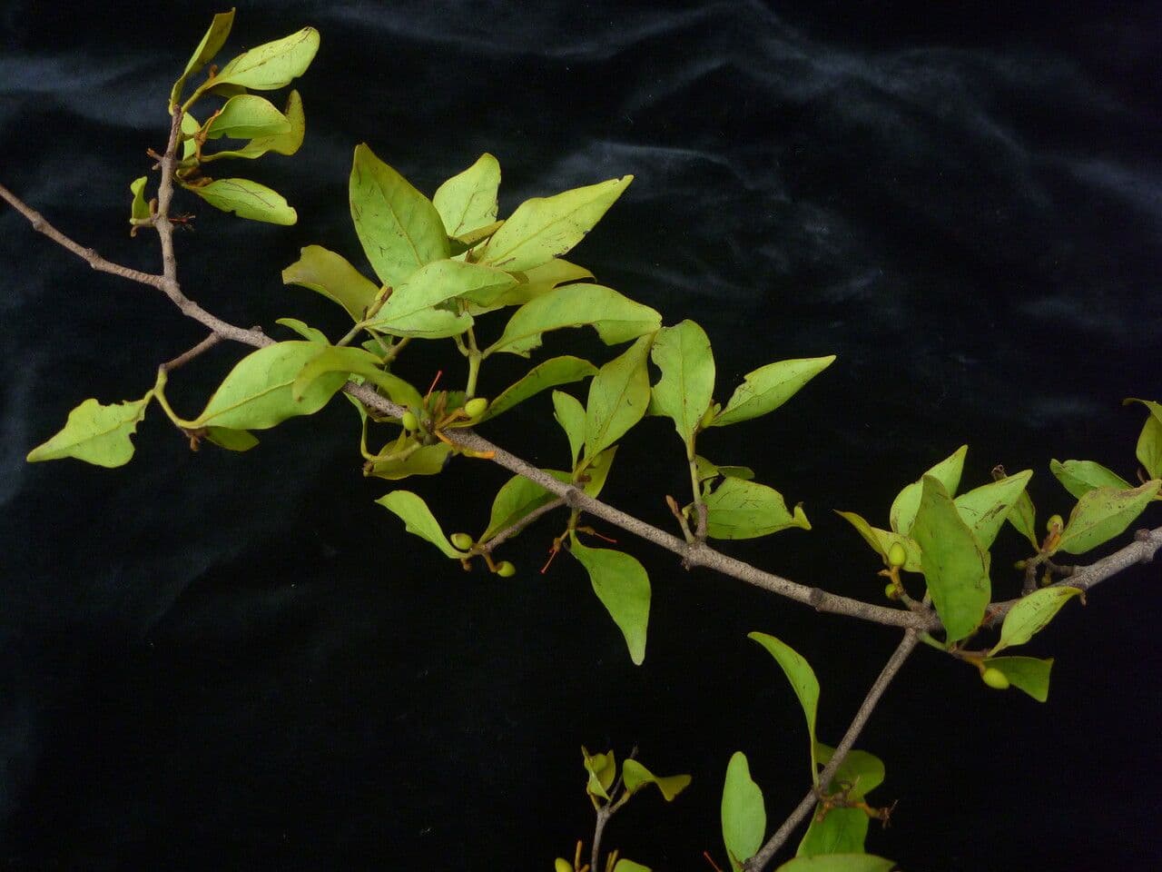 Helixanthera 2