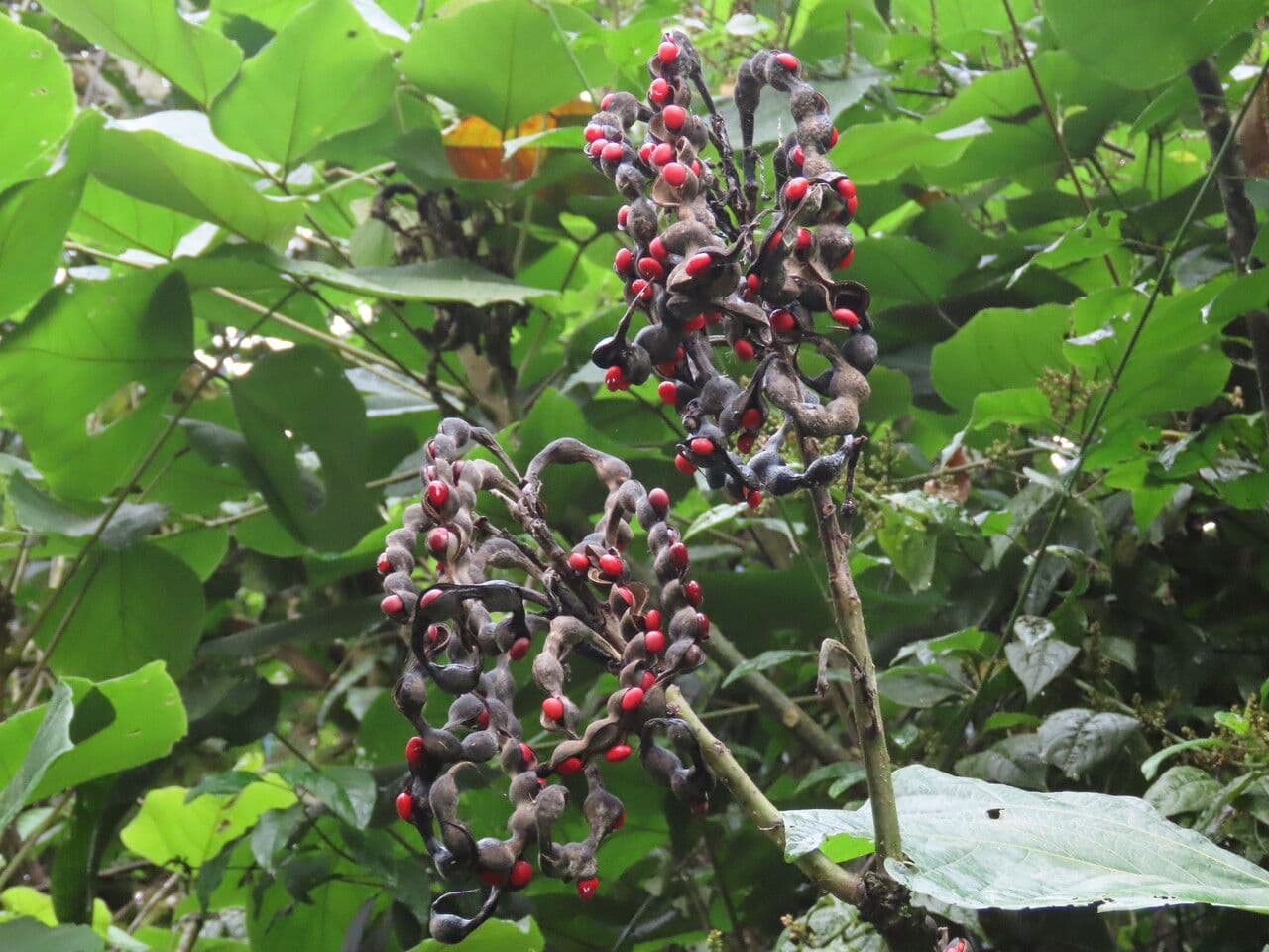 Erythrina 5