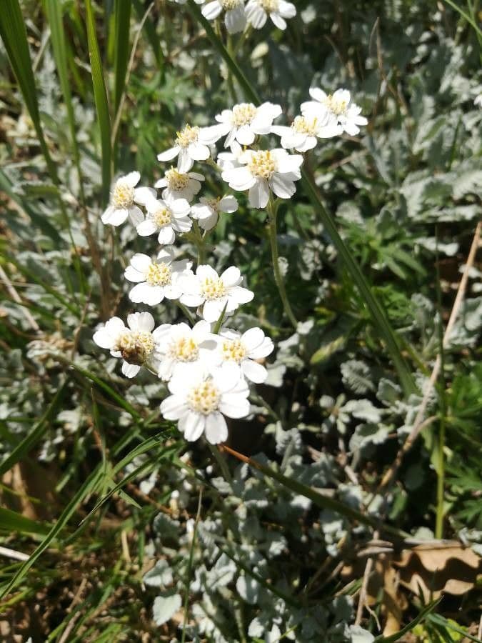 Achillea 2