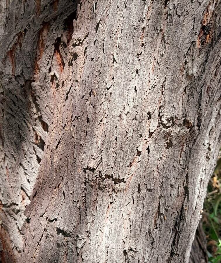 Prosopis 20