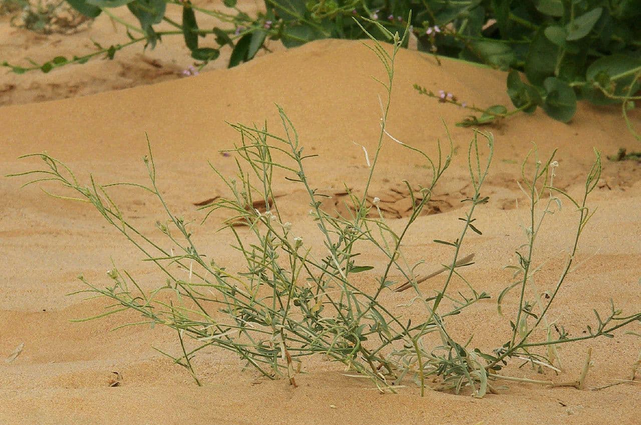 Eremobium egyptské 5