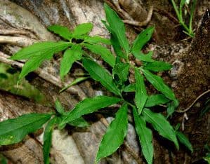 Syngonium 5