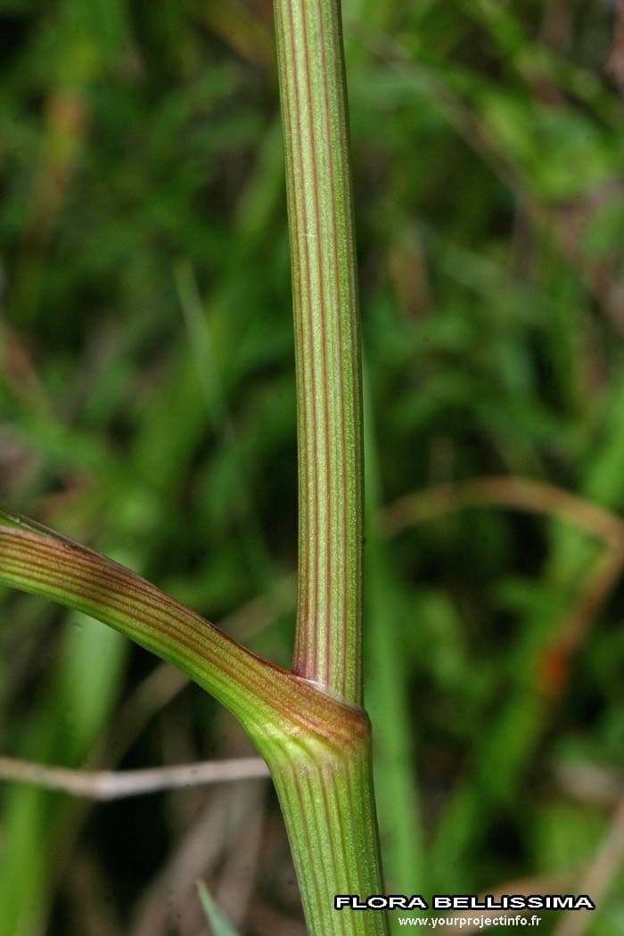 Rosskümmel 25