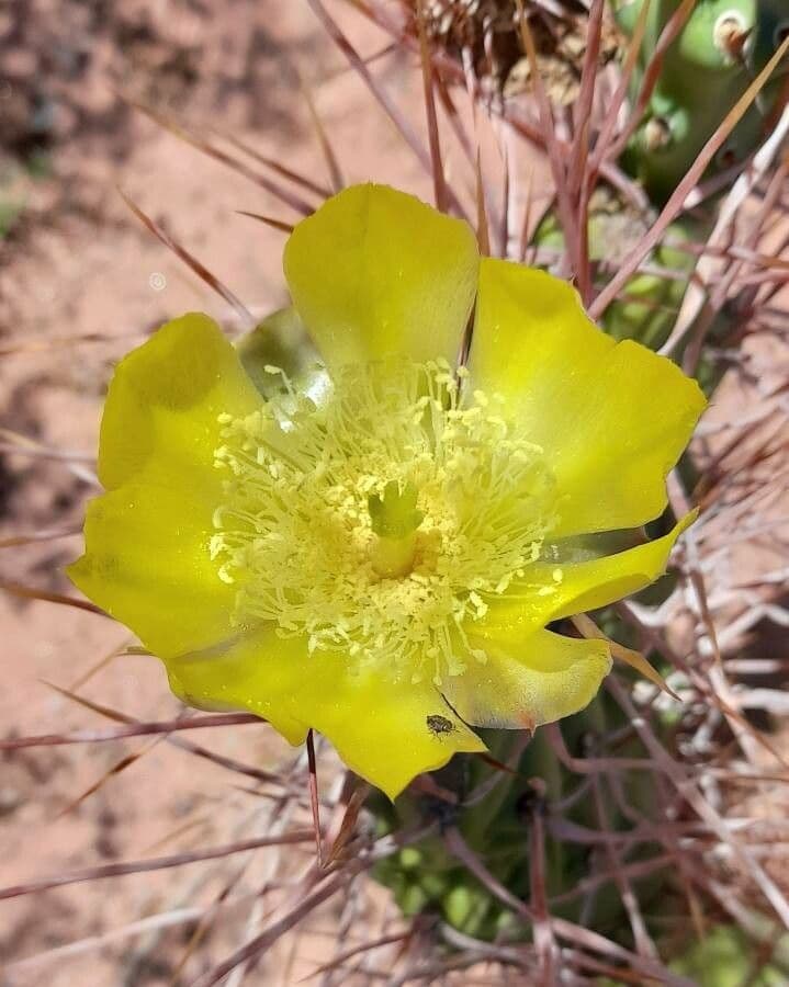 Prickly Pear 4