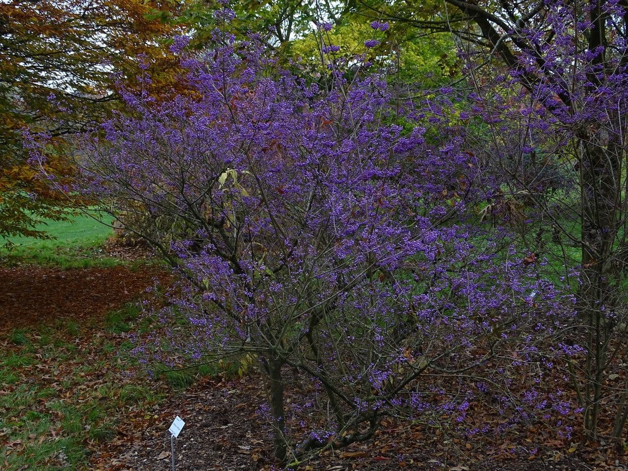 Bellezza viola 11