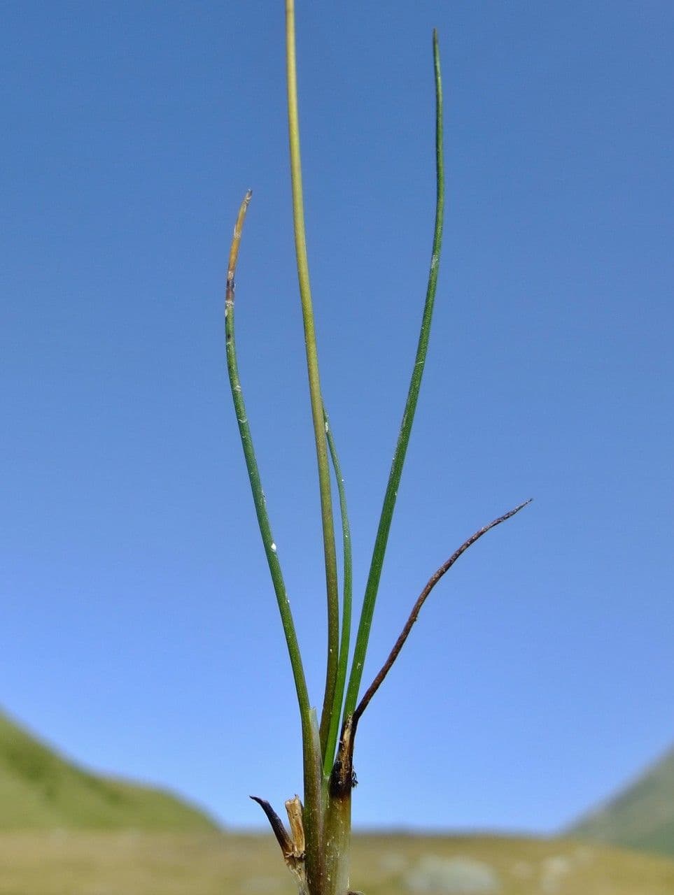 Giuncastrello palustre 14