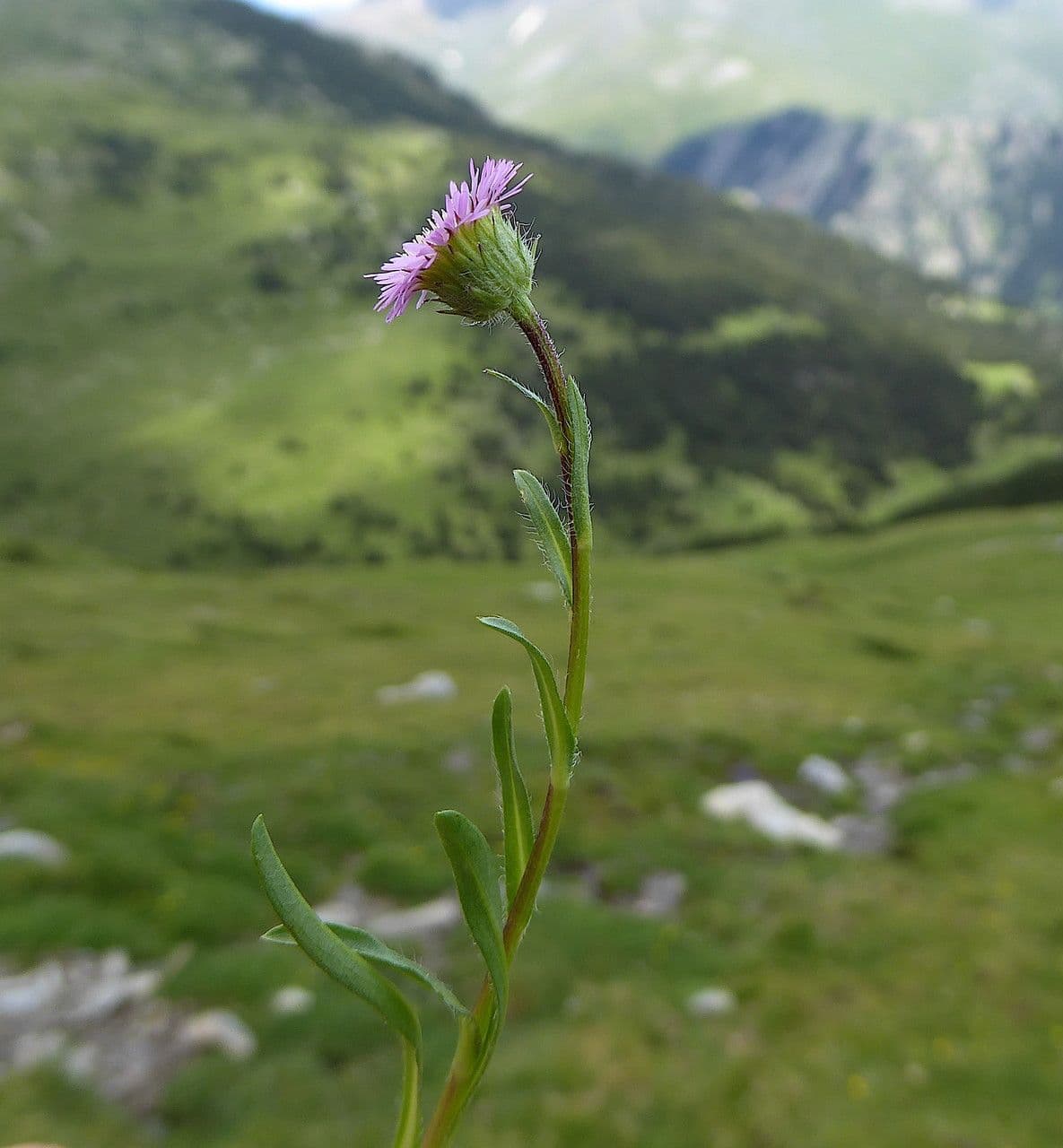 Erigeron alpino 16