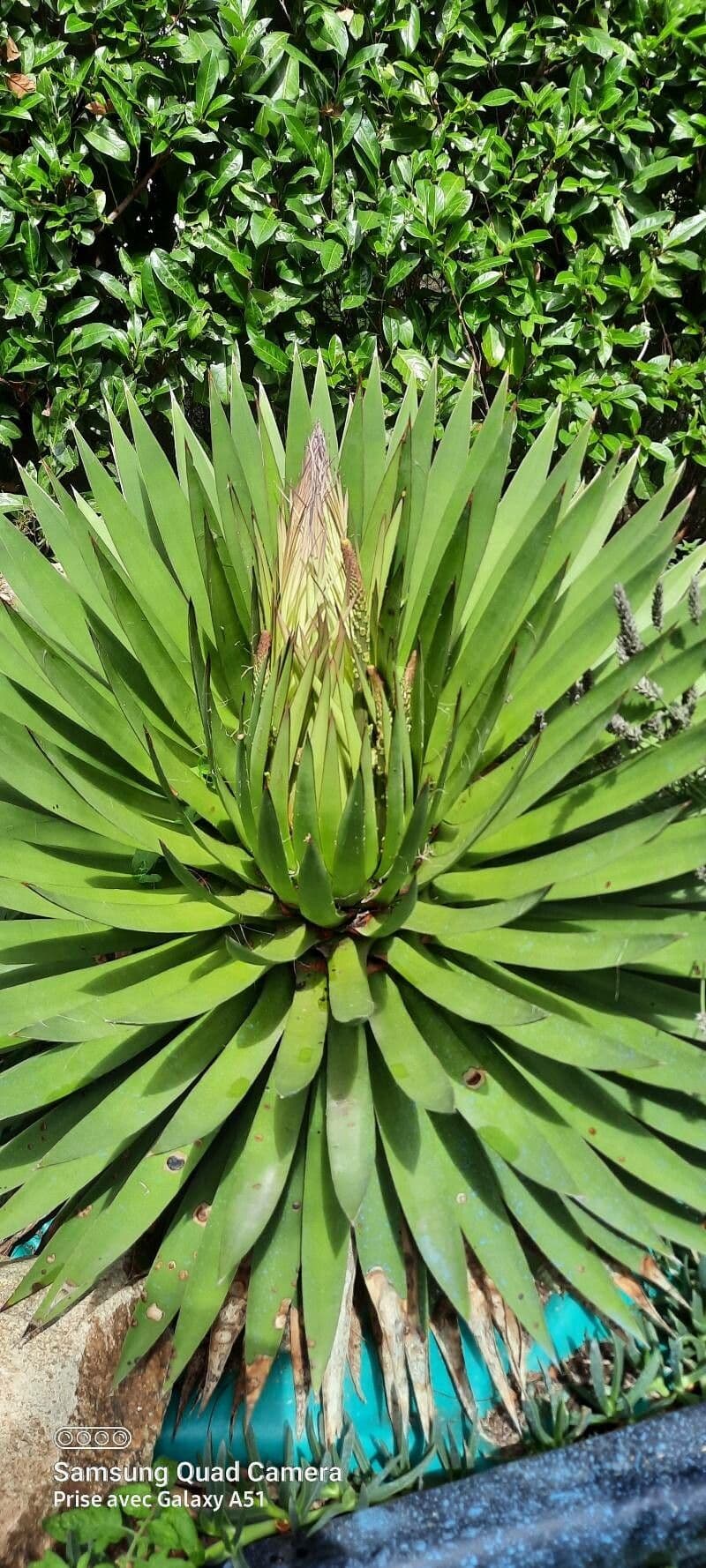 Agave filifera 9