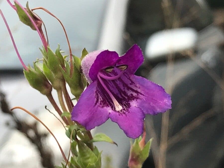 Penstemon 3