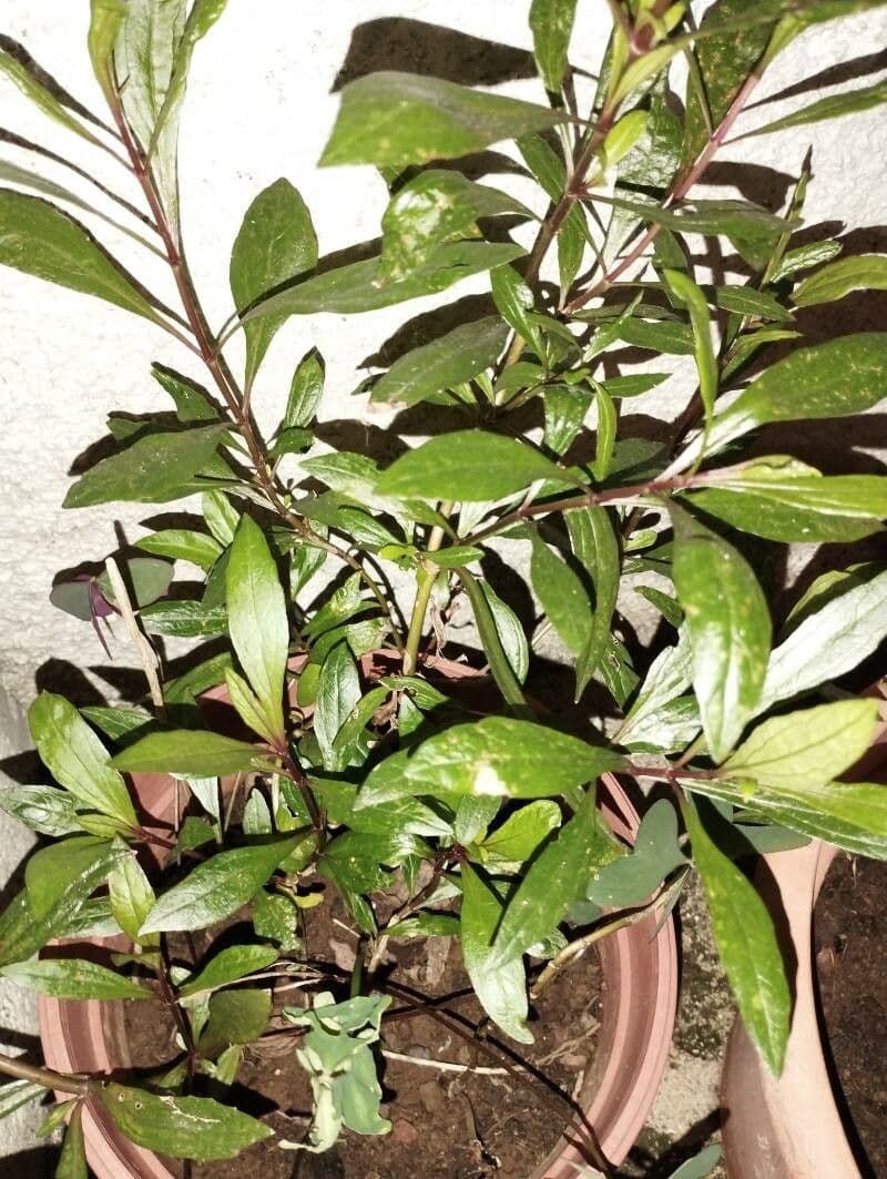 Ayapana triplinervis 12
