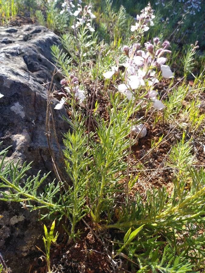 Teucrium pseudochamaepitys 24