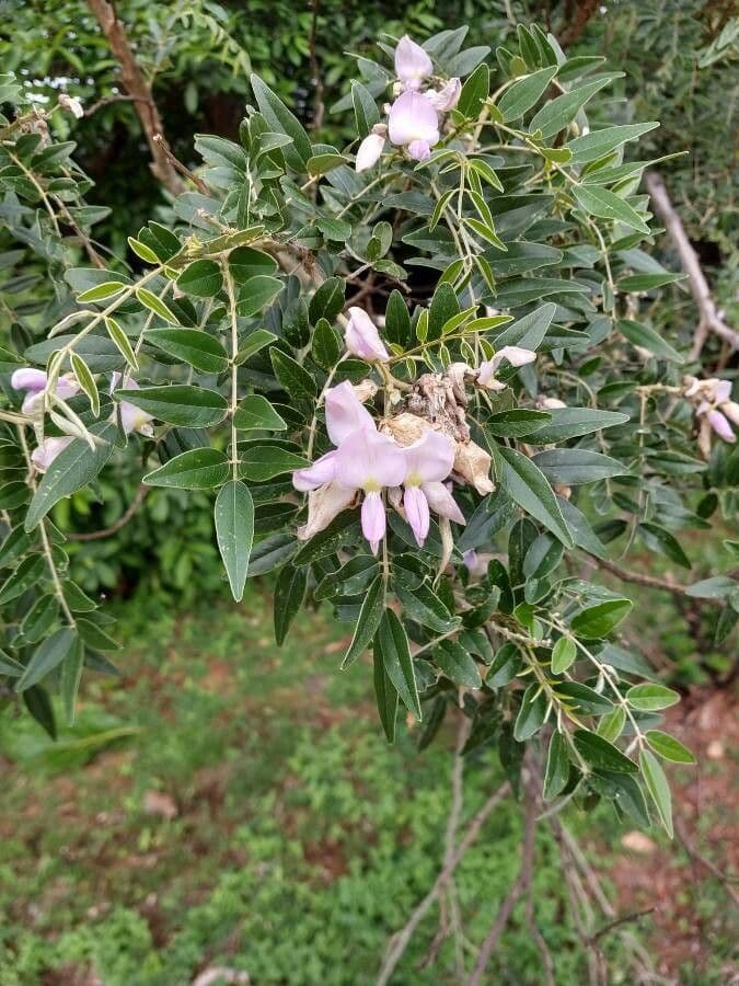 Mundulea sericea 4