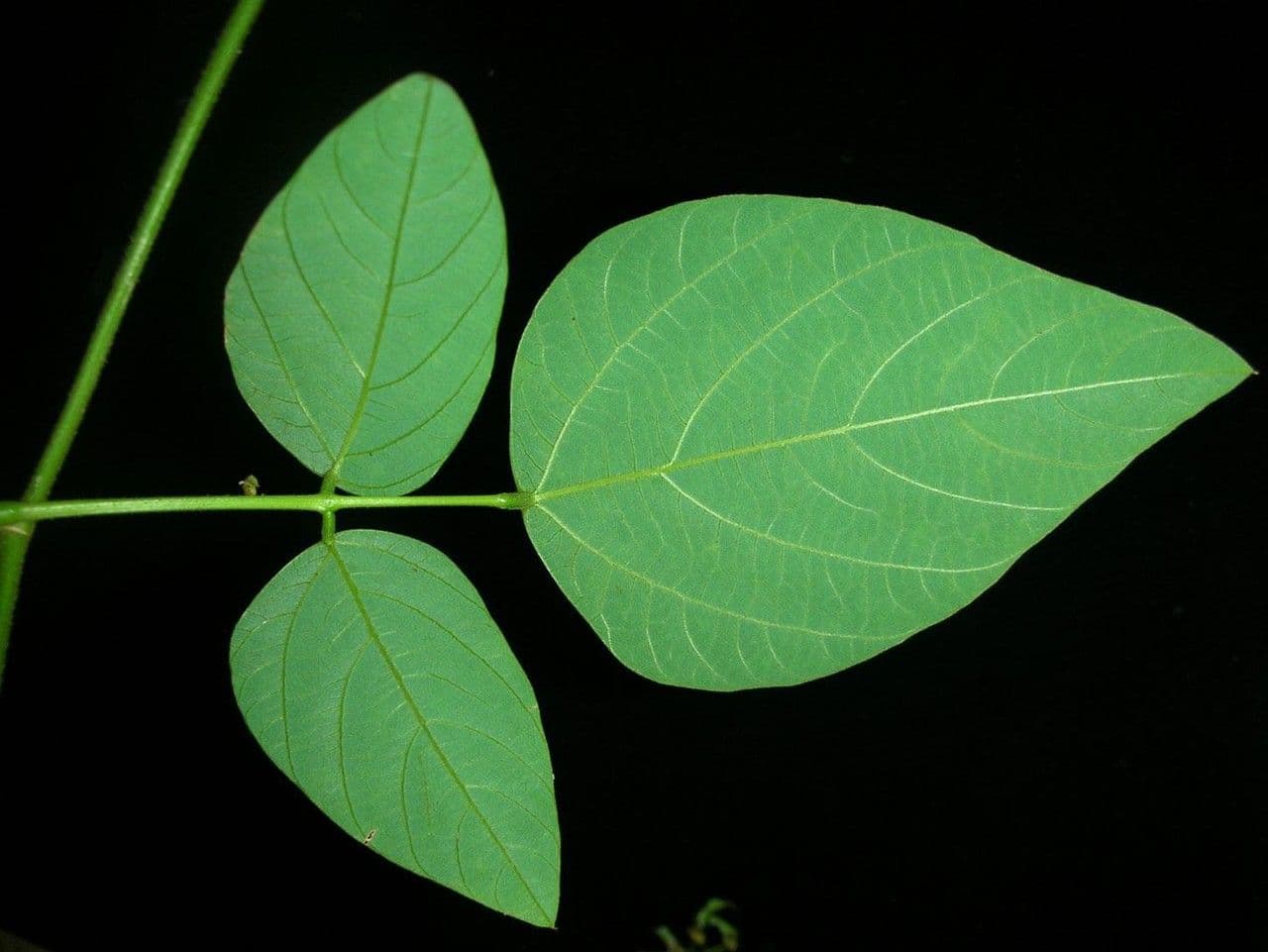 Desmodium 12