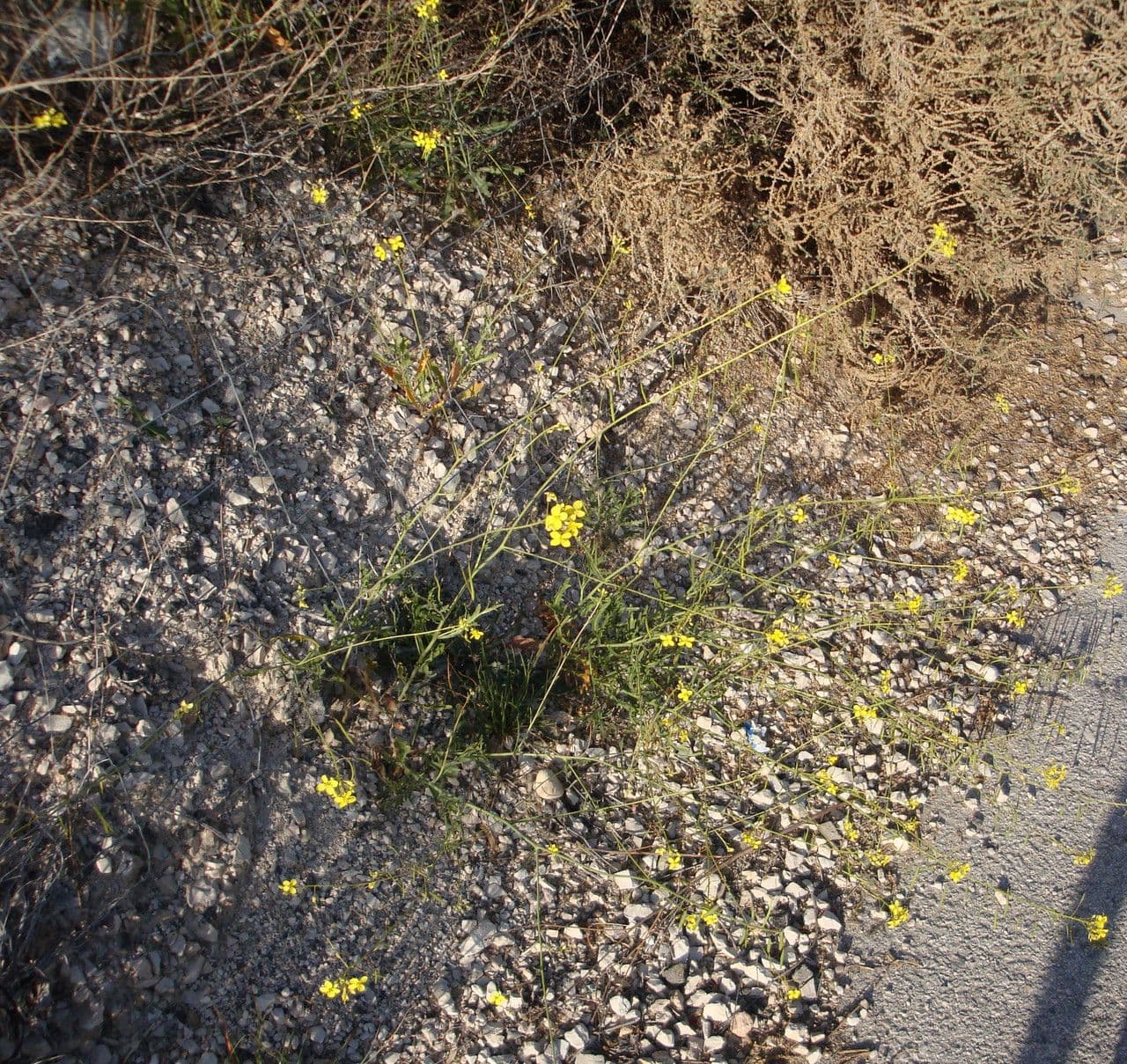 Diplotaxis harra 6