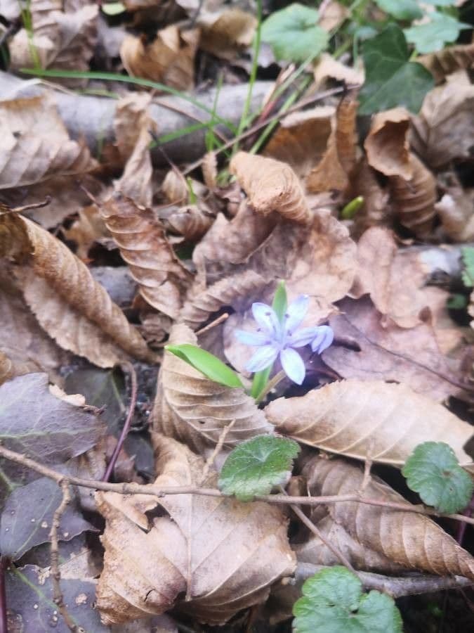 Scilla vernale 5