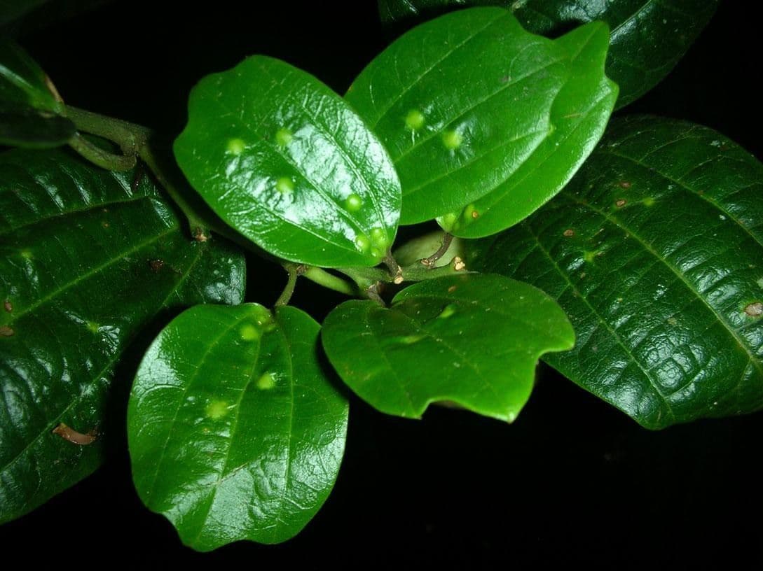 Passiflora 17