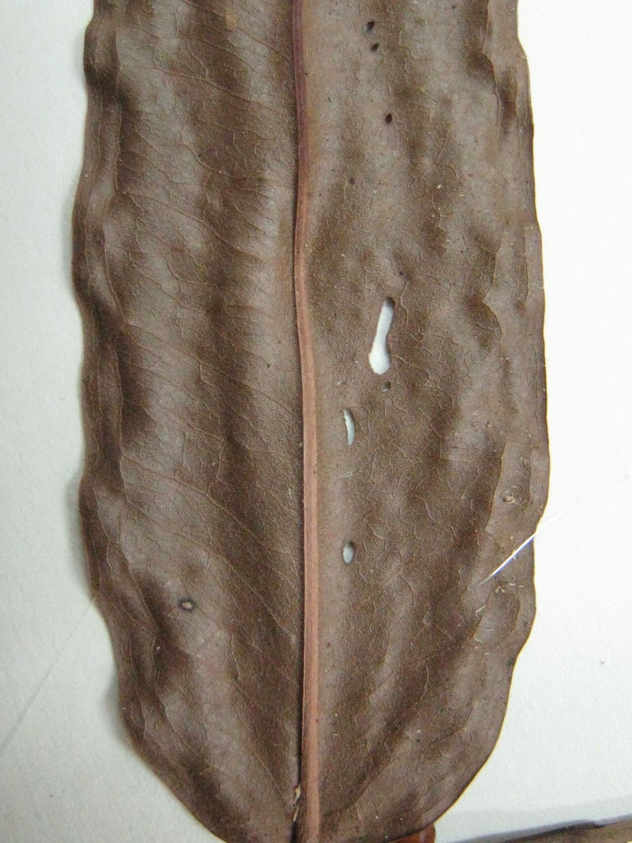 Mouriri 12