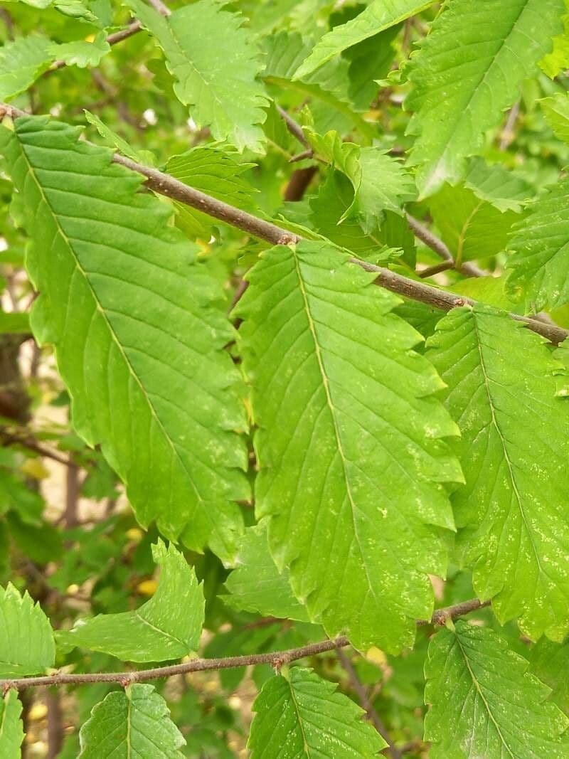 Hemiptelea davidii 8