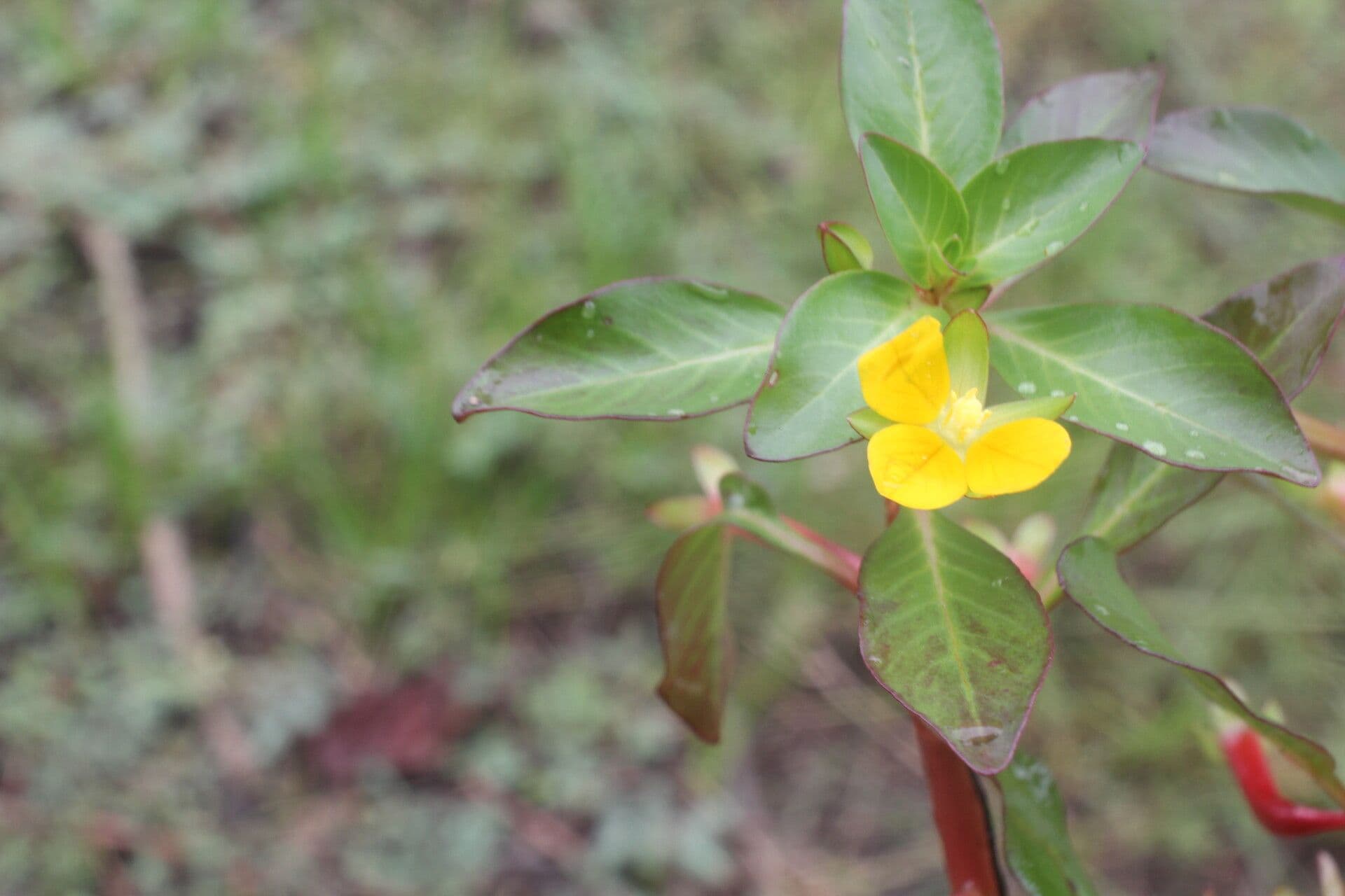Ludwigia 4