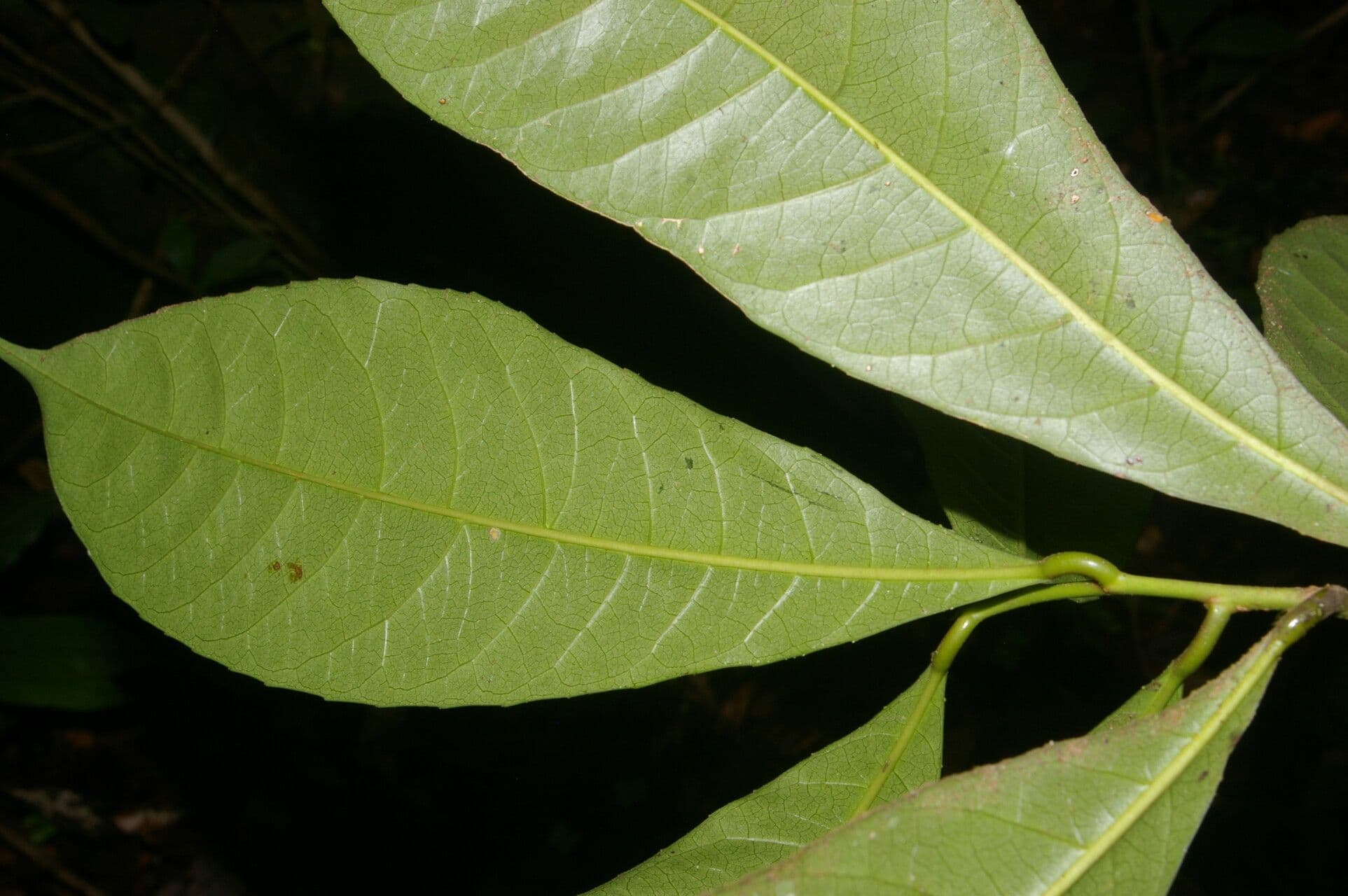 Gymnanthes 9