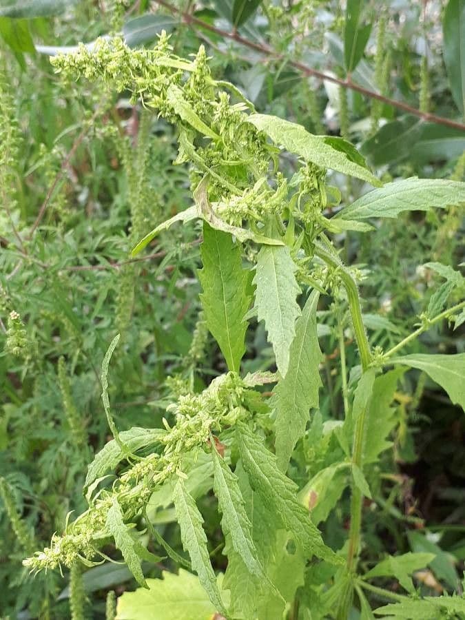 Epazote 6