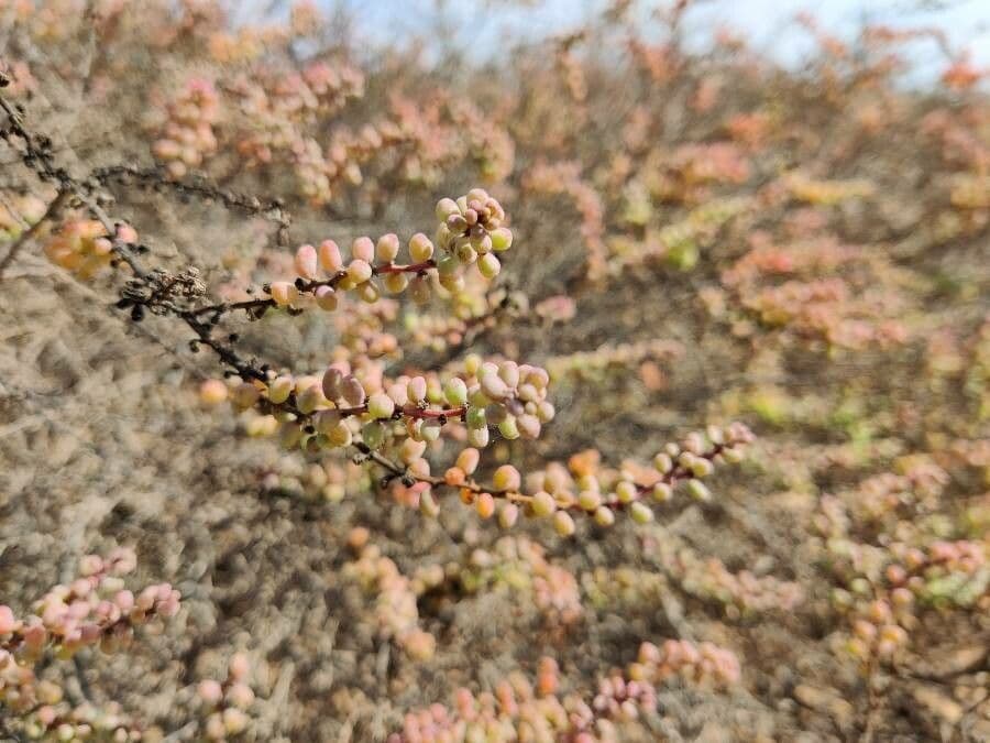 Suaeda vermiculata 13