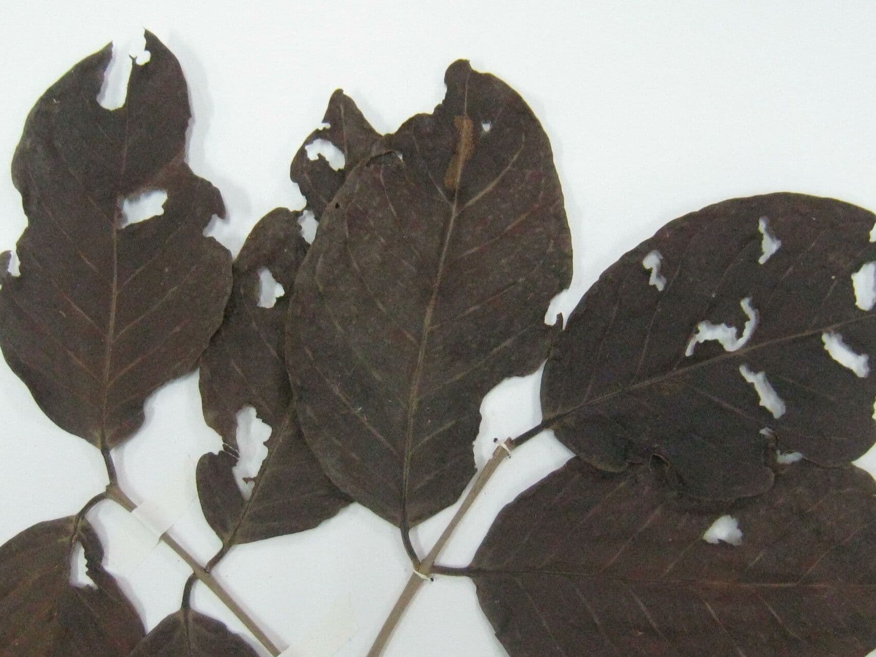 Eugenia 3