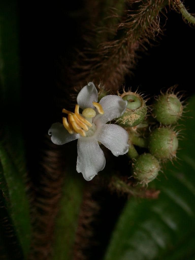 Conostegia 2