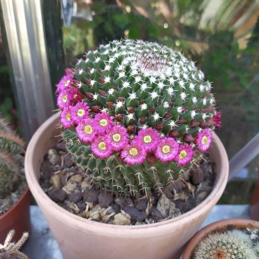 Mammillaria 4