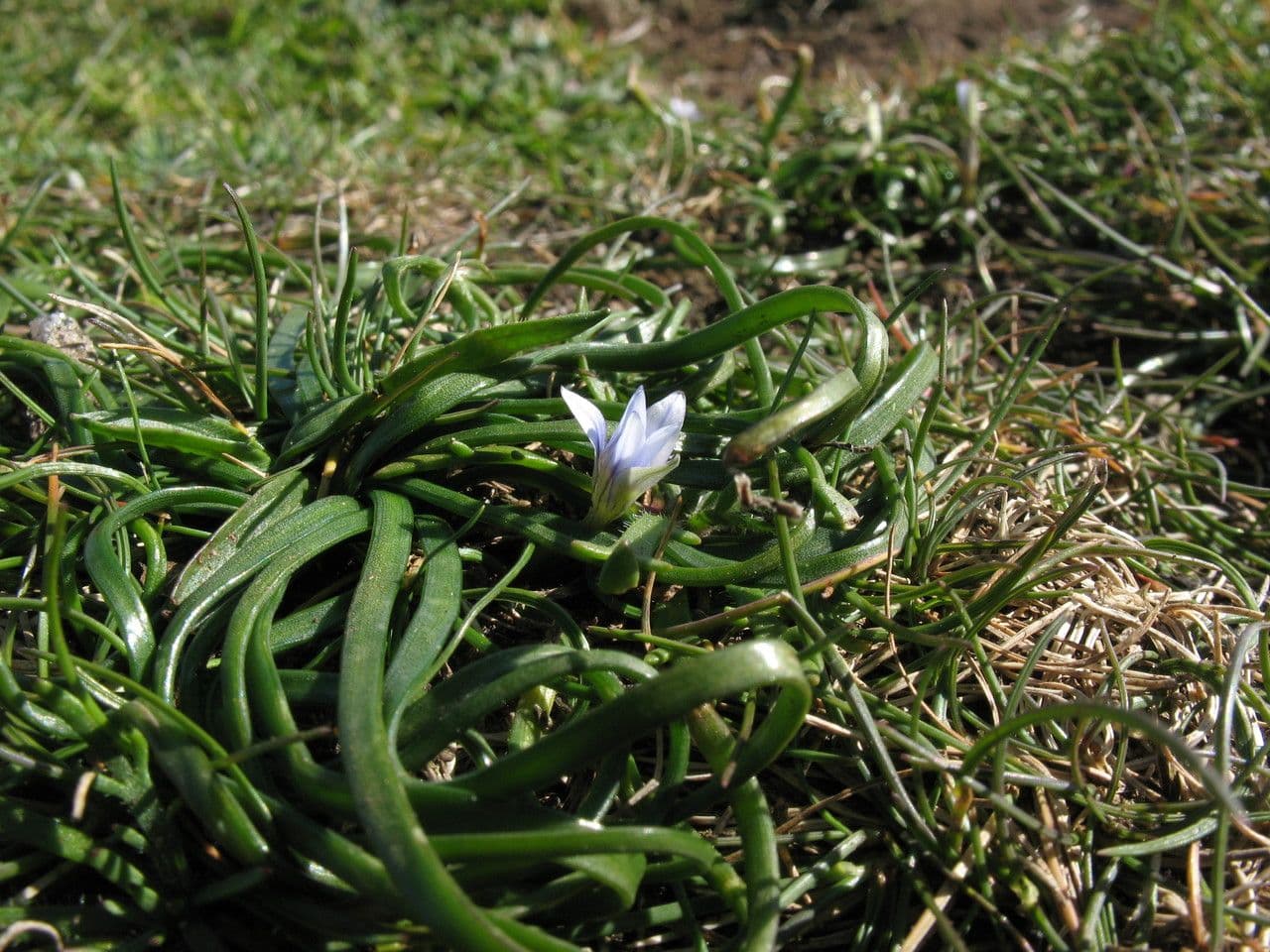 Romulea 16