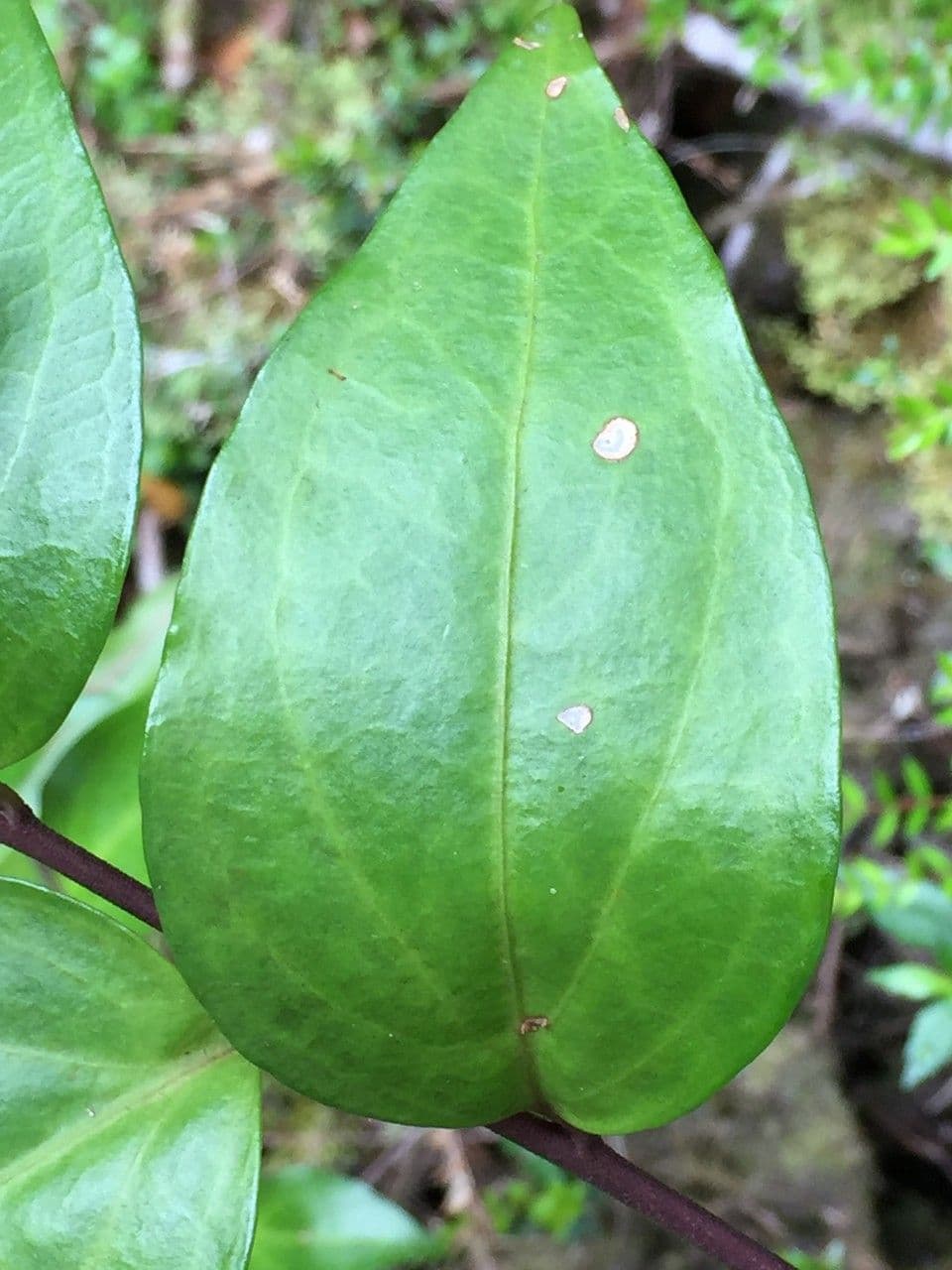 Griselinia 15