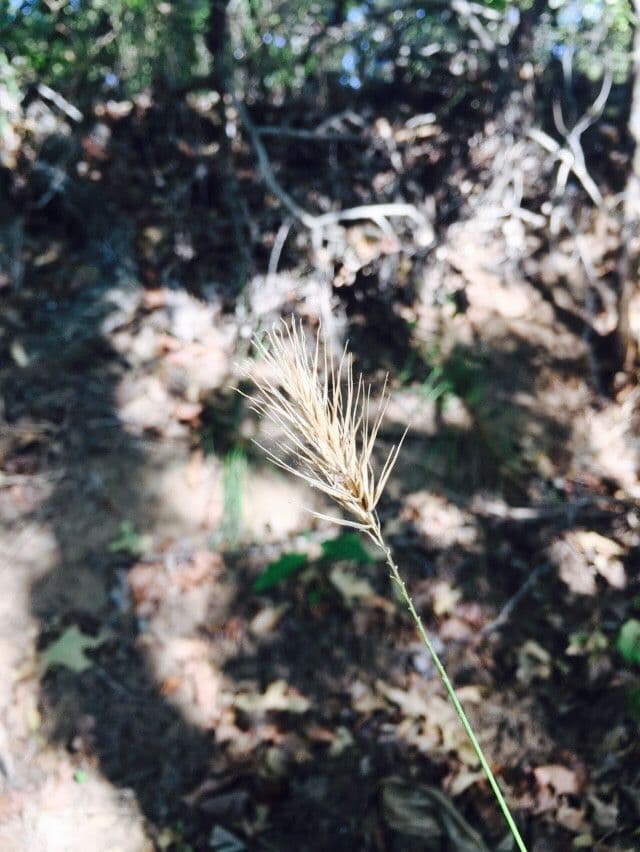 Elymus virginicus 3