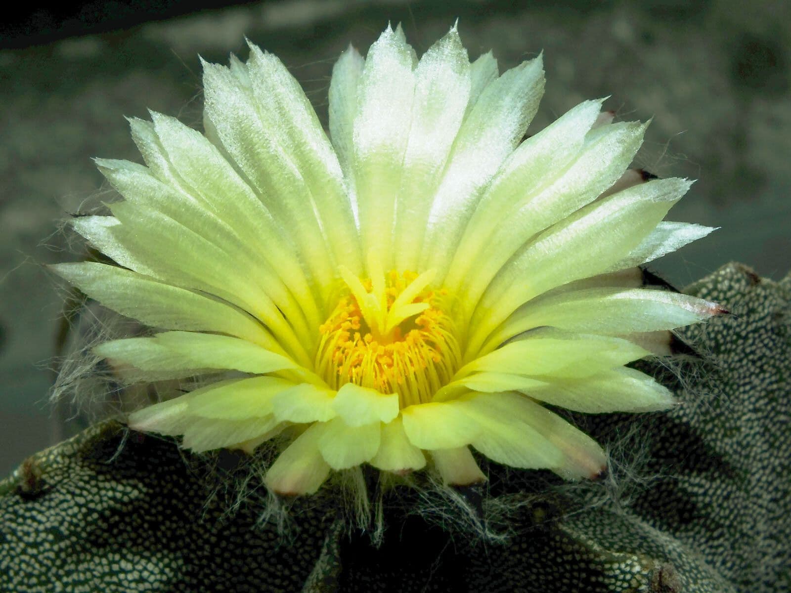 Astrophytum 10
