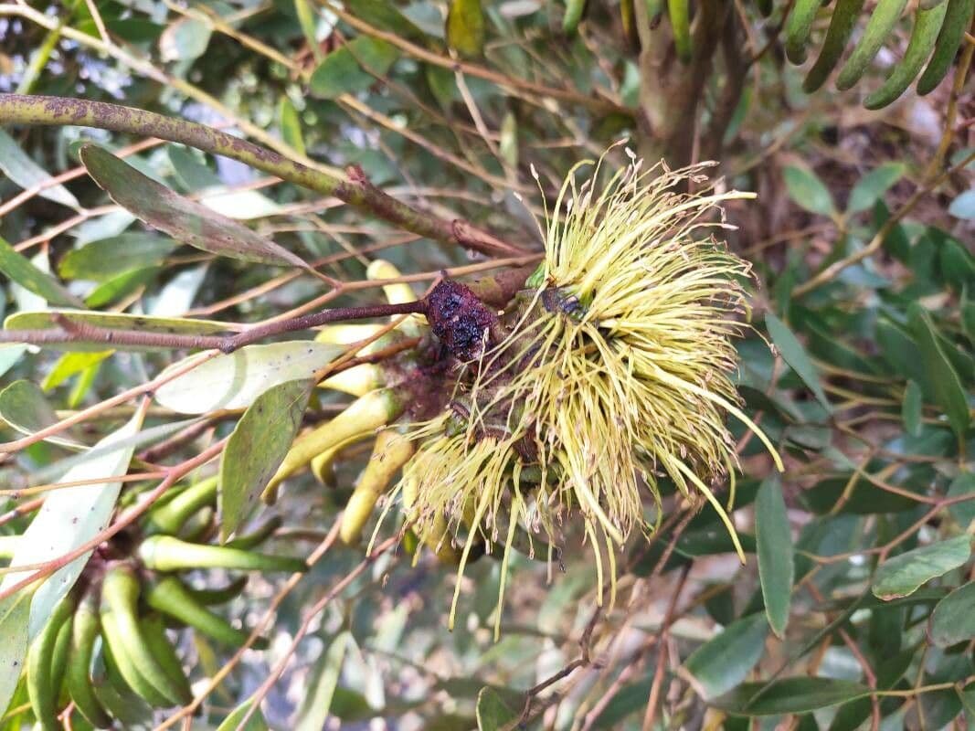 Lehmann-Eukalyptus 6