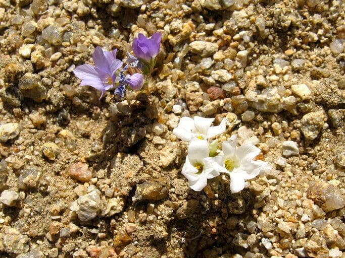 Linanthus 9