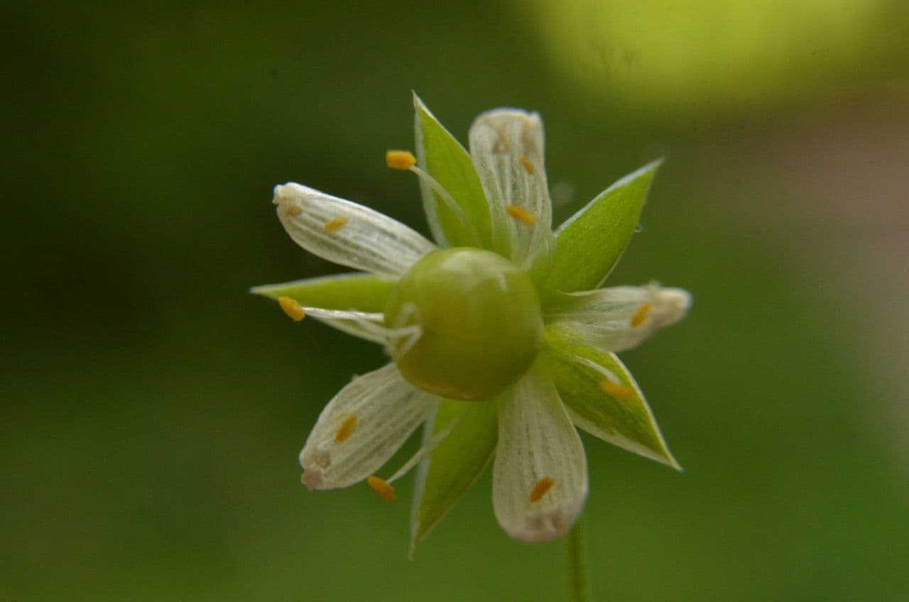 Echte Sternmiere 3