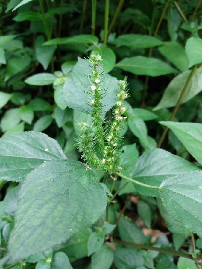 Acalifa setosa 3