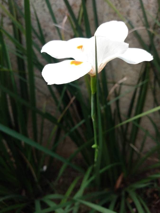 Iris selvatico 16