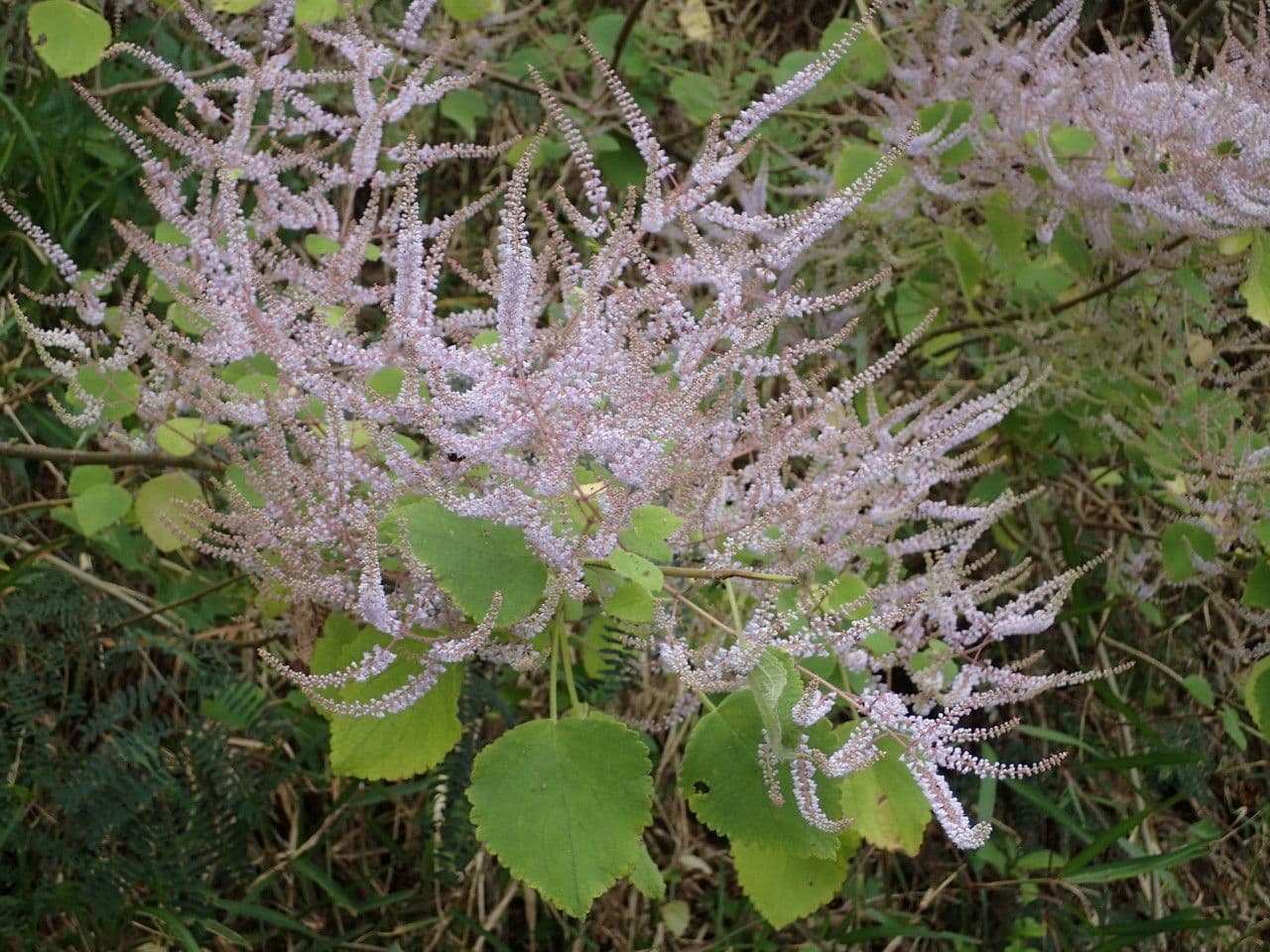 Ufer-Tetradenia 8