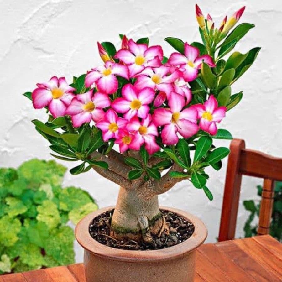 Adenium 12