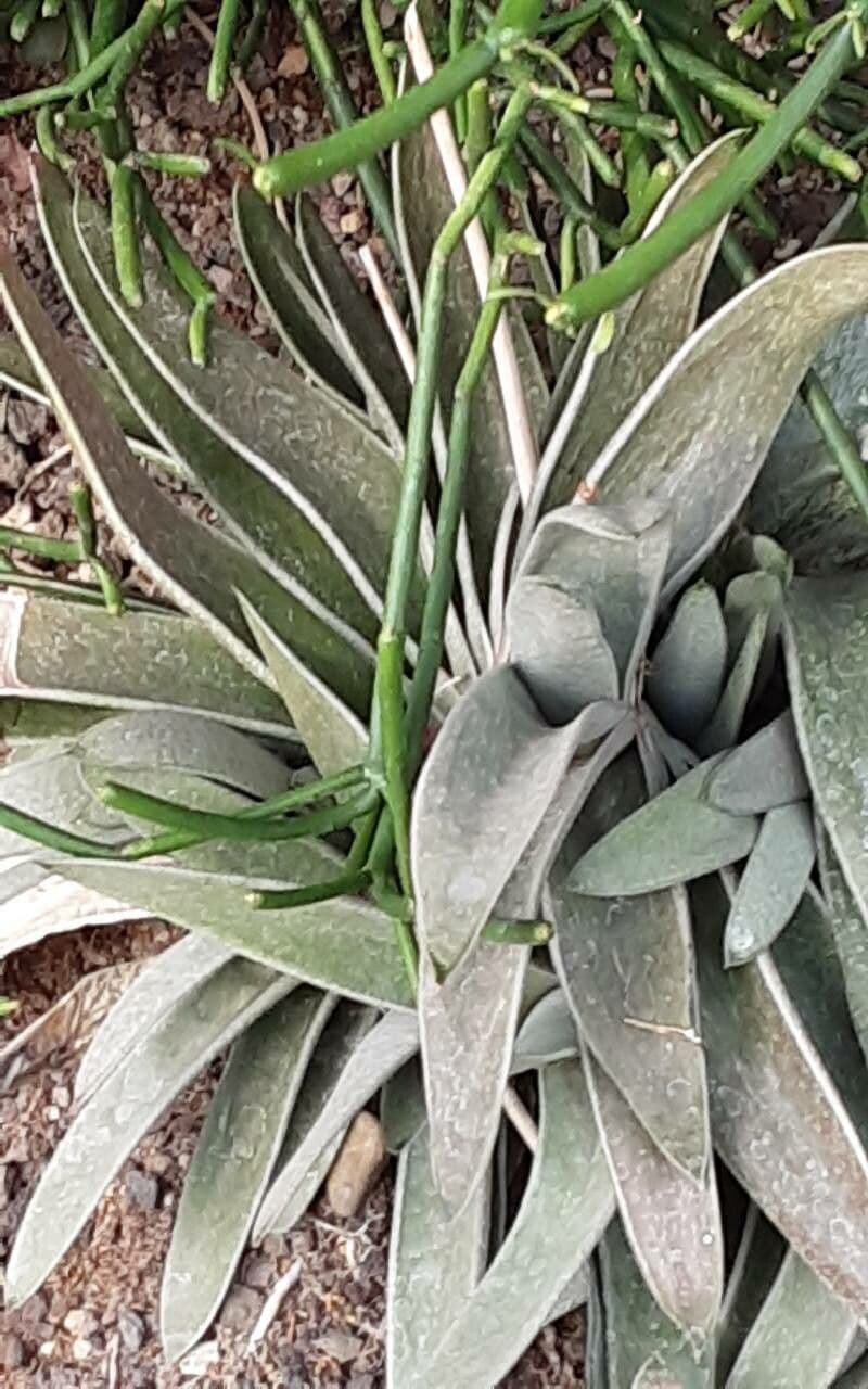 Dudleya lanceolada