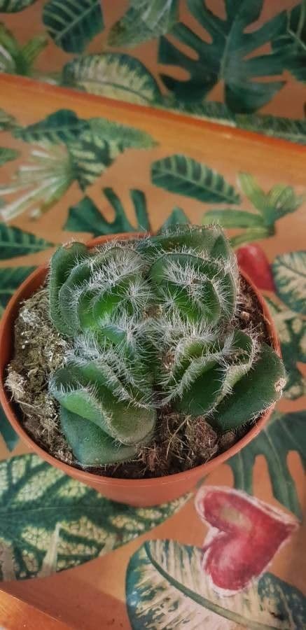Crassula 4