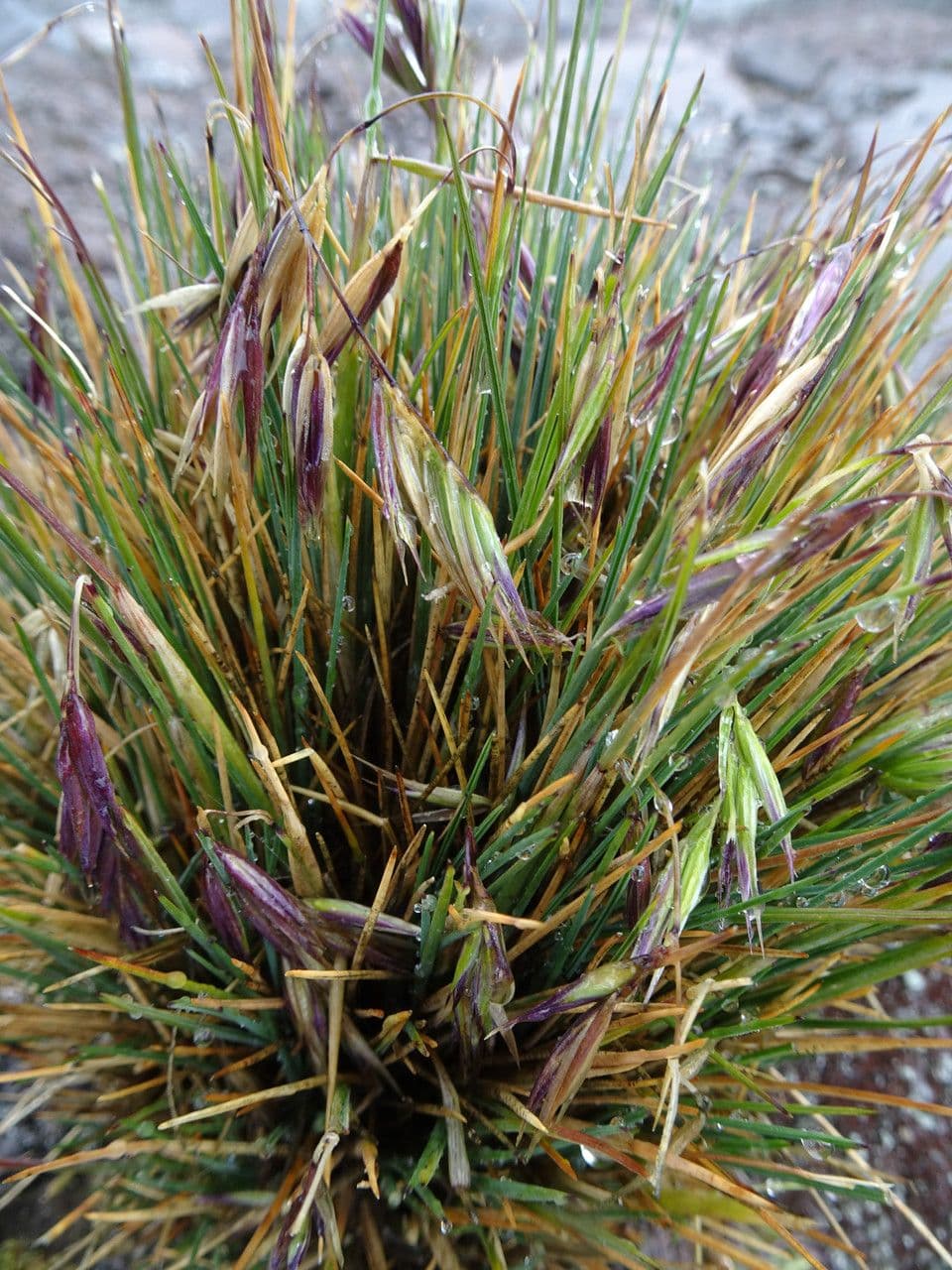 Festuca 5